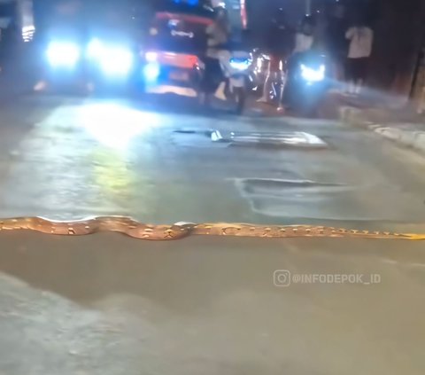 Chilling! Viral Video of a 3-Meter Python Calmly Crossing the Road in Depok Causes Traffic Jam