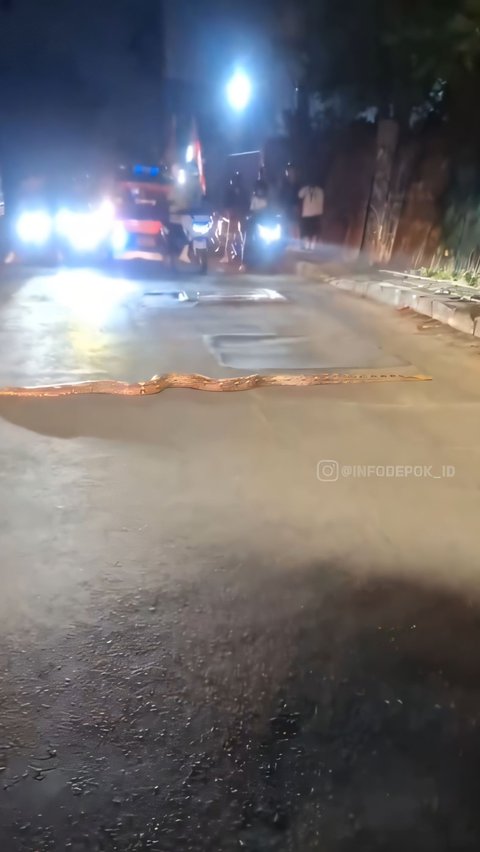 Merinding! Video Viral Ular Piton 3 Meter Santuy Menyeberang Jalan Malam-malam Sampai Bikin Macet di Depok