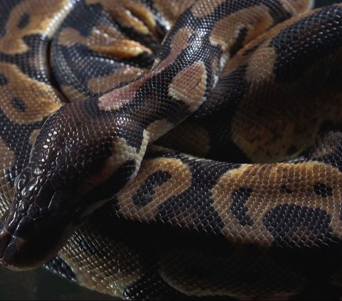 Chilling! Viral Video of a 3-Meter Python Calmly Crossing the Road in Depok Causes Traffic Jam