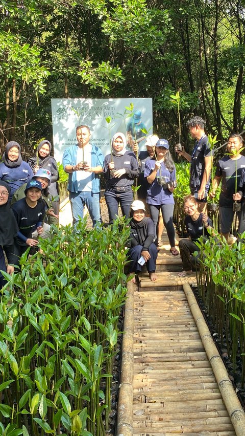 Hari Mangrove Sedunia, PNM Peduli Tanam 50.000 Mangrove untuk Tekan Bencana di Pesisir