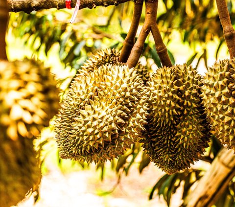Viral Video ASMR Eating Spiky Durian Skin, Making Many People Cringe