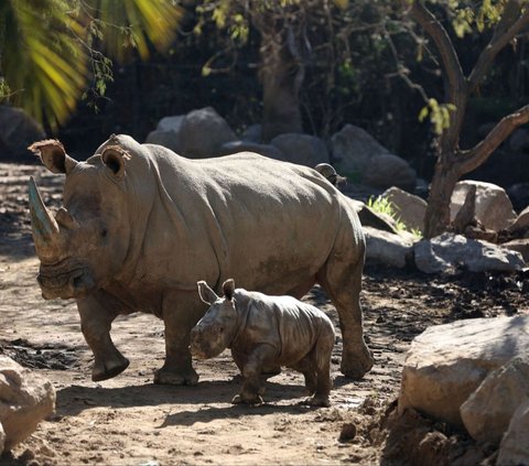 FOTO: Penampakan Menggemaskan Bayi Badak Putih Langka yang Lahir di Kebun Binatang Buin di Chile