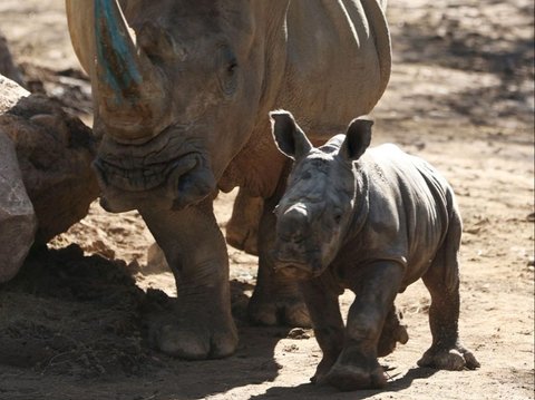 Kebun Binatang Buin di Santiago, Chile, baru-baru ini tengah berbahagia menyambut kelahiran seekor badak putih yang diberi nama Silverio.