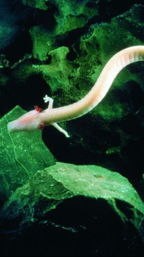 4. Salamander Buta Texas<br>