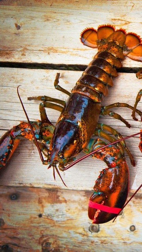 6. Lobster Laut Dalam<br>