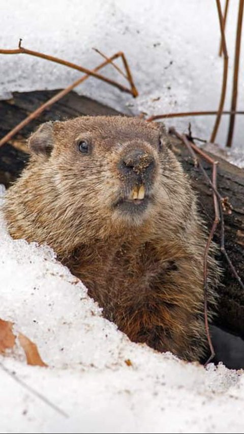 1. Groundhog atau Marmut Tanah<br>