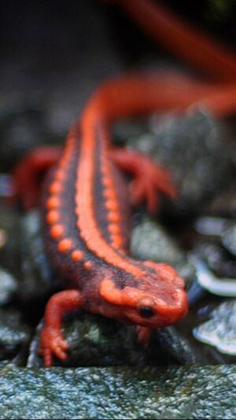 4. Salamander<br>