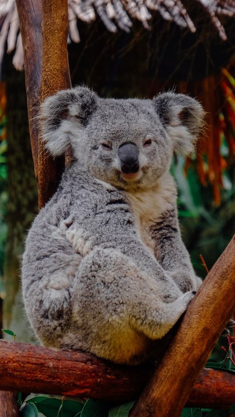 Ilustrasi koala, hewan. (Photo by Ellicia on Unsplash)
