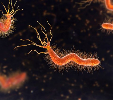 Ilustrasi Bakteri Helicobacter/Shutterstock.