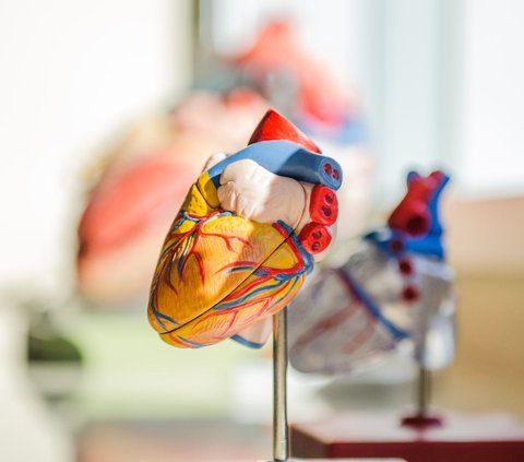 Jantung sehat kolesterol juga aman (Foto: Unsplash.com/jesse orrico)