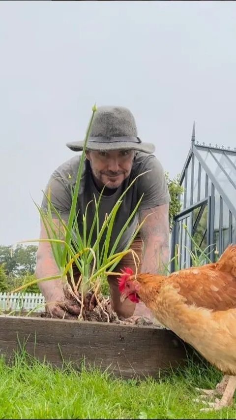 Penampilan David Beckham saat Berkebun, Panen Daun Bawang Buat Victoria