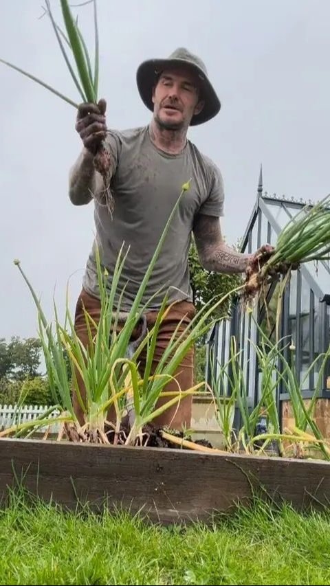 Penampilan David Beckham saat Berkebun, Panen Daun Bawang Buat Victoria