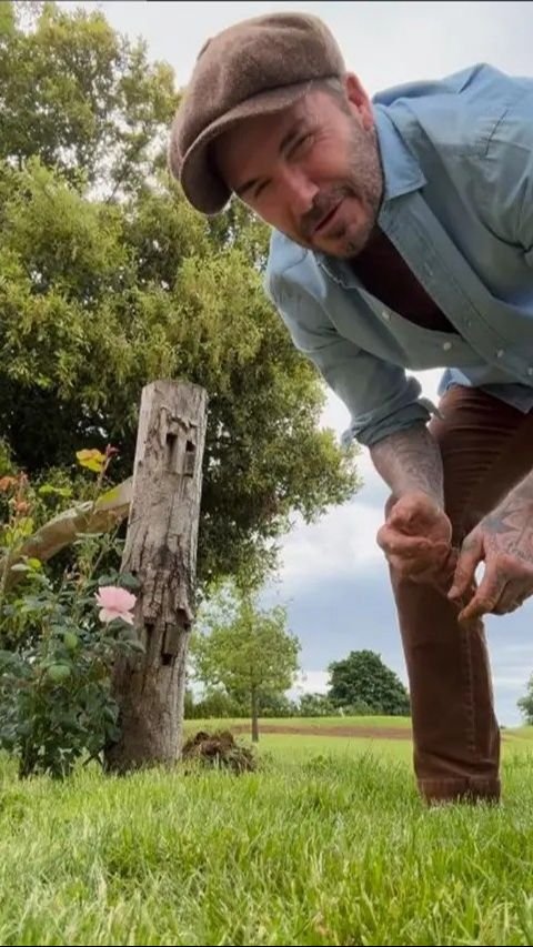 Penampilan David Beckham saat Berkebun, Panen Daun Bawang Buat Victoria