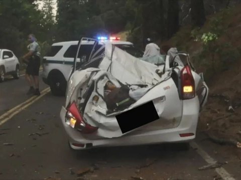 Di California, Avanza terkena pohon yang jatuh