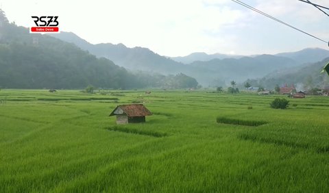 Melihat Sawah dari Dekat