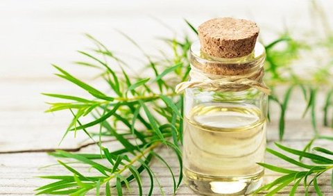 <b>5. Gunakan Tea Tree Oil dan Teh Hijau</b><br>