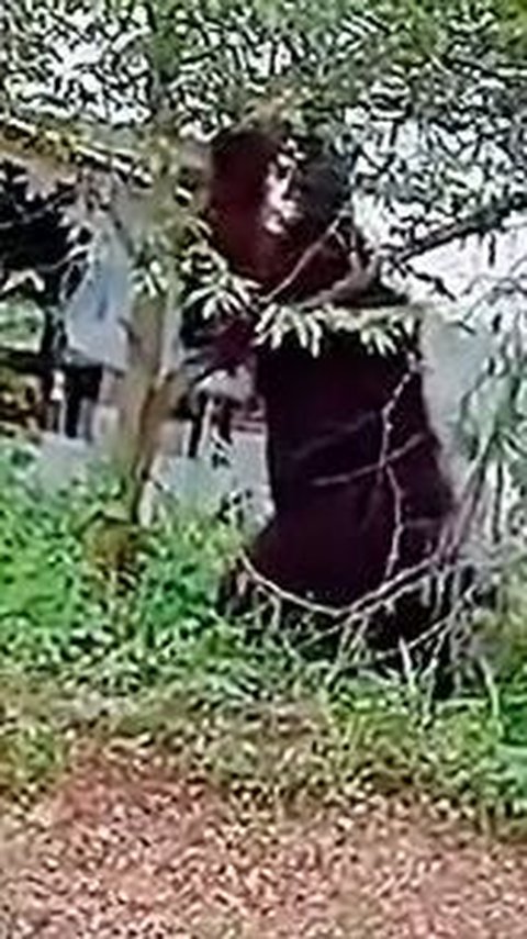 Penampakan Orang Utan Raksasa Diduga di Kaltim, Datang ke Permukiman Warga Disebut karena Hutan Digunduli