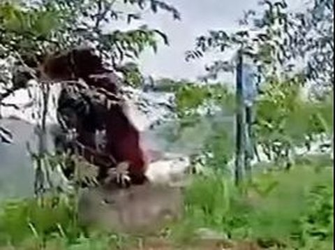 Penampakan Orang Utan Raksasa Diduga di Kaltim, Datang ke Permukiman Warga Disebut karena Hutan Digunduli