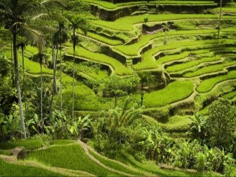 Udara Selalu Segar dan Tidak Pernah Panas, Intip Eksotisme Desa Jatiluwih Bali yang Jadi Warisan Budaya Dunia