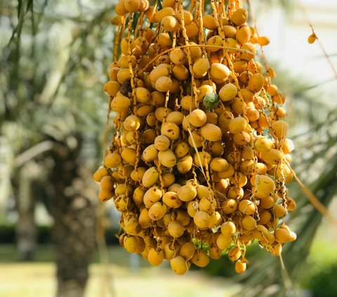 Prayer for Eating Young Dates for Pregnancy and Its Various Benefits for Body Health