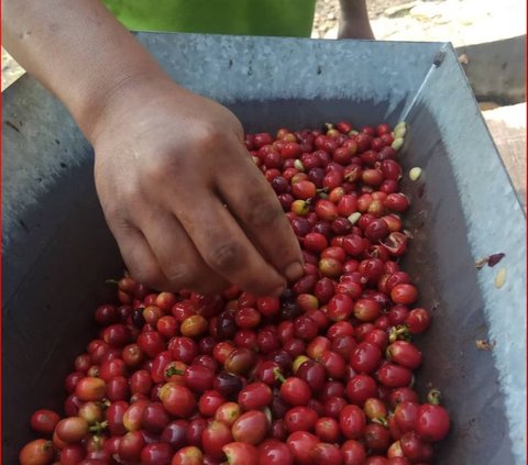 Harga Jual Kopi Temanggung Meningkat hingga 300 Persen, Ini Fakta di Baliknya