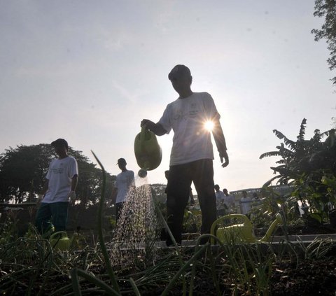 Dalam upaya pelestarian lingkungan hidup dan meningkatkan ketahanan pangan kota, Pemerintah Provinsi DKI Jakarta bersama komunitas warga dan berbagai organisasi lingkungan menggelar acara penanaman pohon di sisi lahan Kanal Banjir Timur (KBT) pada hari Selasa (9/7/2024). Foto: merdeka.com / Imam Buhori<br>