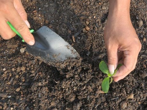 FOTO: Memanfaatkan Lahan Kosong Kanal Banjir Timur Menjadi Produktif dengan Menanam Bibit Sayuran dan Buah-Buahan