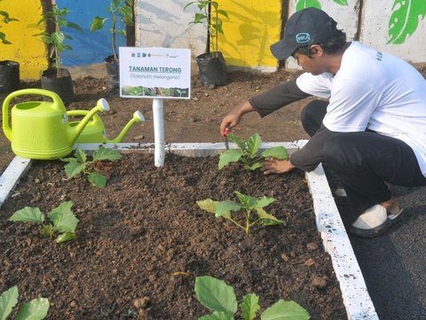 FOTO: Memanfaatkan Lahan Kosong Kanal Banjir Timur Menjadi Produktif dengan Menanam Bibit Sayuran dan Buah-Buahan