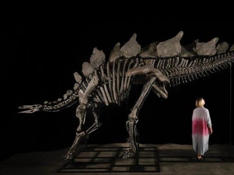 Fosil Stegosaurus Termahal di Dunia Terjual dengan Harga Rp723 Triliun