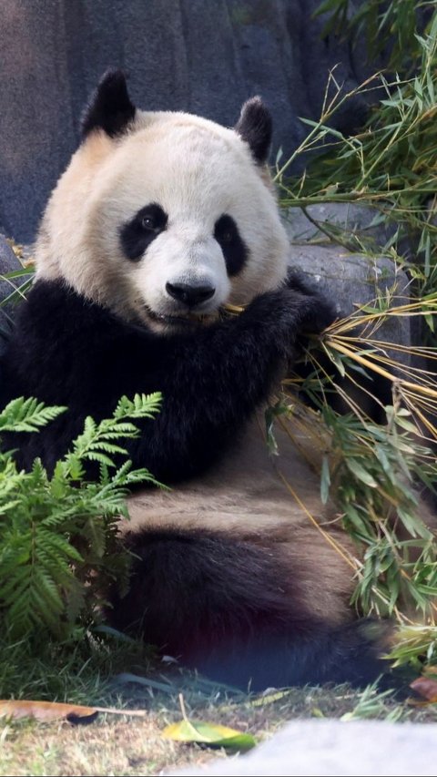 FOTO: Lucunya Dua Ekor Panda Raksasa dari China Resmi Jadi Penghuni Baru Kebun Binatang San Diego di Amerika Serikat