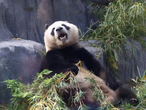 FOTO: Lucunya Dua Ekor Panda Raksasa dari China Resmi Jadi Penghuni Baru Kebun Binatang San Diego di Amerika Serikat