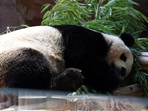 FOTO: Lucunya Dua Ekor Panda Raksasa dari China Resmi Jadi Penghuni Baru Kebun Binatang San Diego di Amerika Serikat