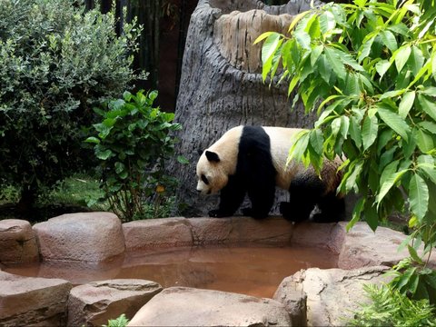 FOTO: Lucunya Dua Ekor Panda Raksasa dari China Resmi Jadi Penghuni Baru Kebun Binatang San Diego di Amerika Serikat