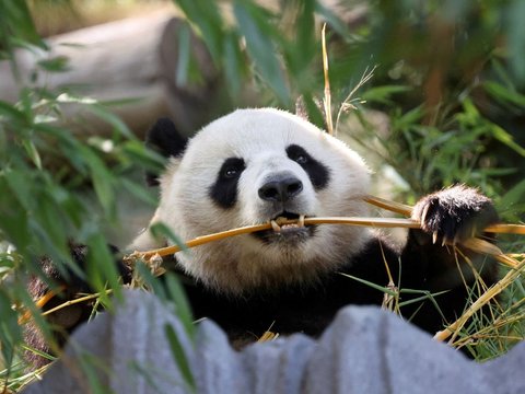 FOTO: Lucunya Dua Ekor Panda Raksasa dari China Resmi Jadi Penghuni Baru Kebun Binatang San Diego di Amerika Serikat