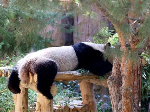 FOTO: Lucunya Dua Ekor Panda Raksasa dari China Resmi Jadi Penghuni Baru Kebun Binatang San Diego di Amerika Serikat