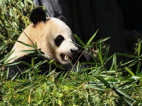 FOTO: Lucunya Dua Ekor Panda Raksasa dari China Resmi Jadi Penghuni Baru Kebun Binatang San Diego di Amerika Serikat