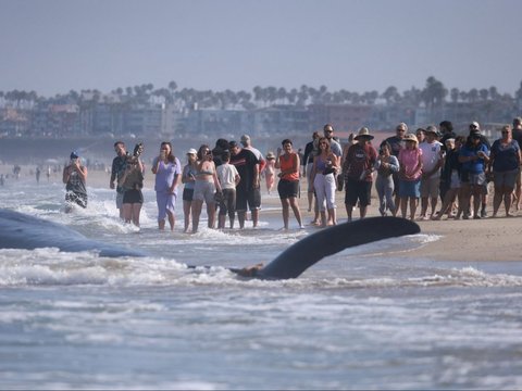 FOTO: Penampakan Paus Terbesar Kedua Dunia Mati Terdampar di California