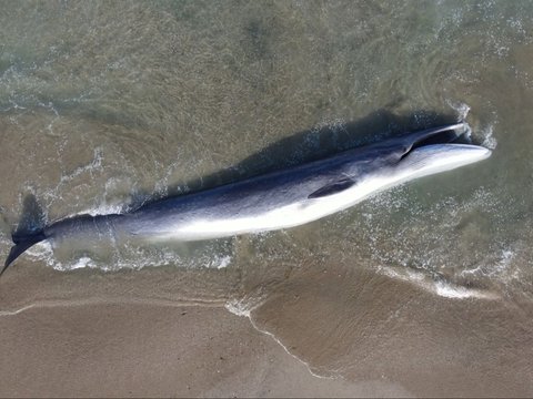 FOTO: Penampakan Paus Terbesar Kedua Dunia Mati Terdampar di California