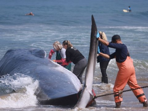 FOTO: Penampakan Paus Terbesar Kedua Dunia Mati Terdampar di California