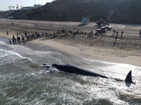 FOTO: Penampakan Paus Terbesar Kedua Dunia Mati Terdampar di California