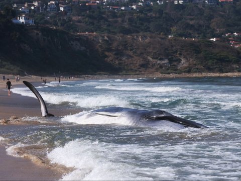 FOTO: Penampakan Paus Terbesar Kedua Dunia Mati Terdampar di California