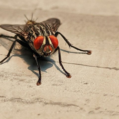 Seekor Lalat Hinggap di Makanan, Apakah Makanan Itu Masih Aman untuk Dimakan? Ilmuwan Punya Jawaban Mengejutkan