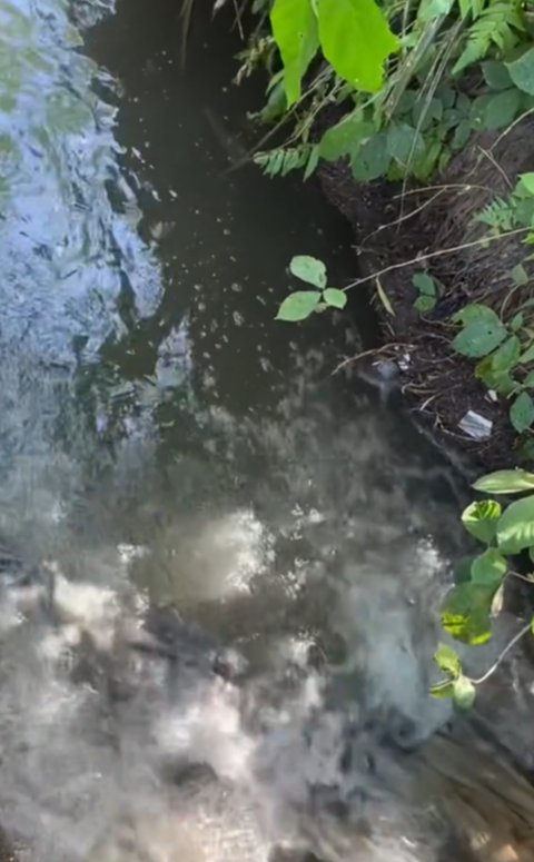 Viral Aksi Pria Turun Tangan Bersihkan Sampah di Kali, Curi Perhatian