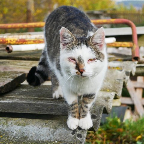 Ini Cara Tepat Mengatasi Kucing yang Terkena Gejala Chlamydia, Pawrents Harus Tahu