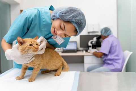 Ini Cara Tepat Mengatasi Kucing yang Terkena Gejala Chlamydia, Pawrents Harus Tahu