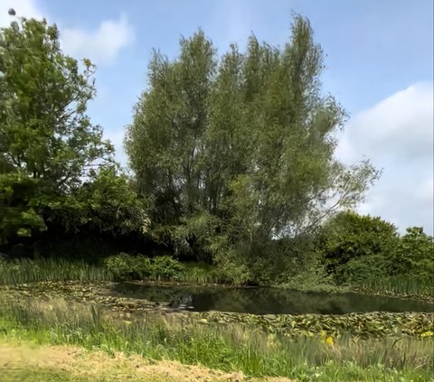 Indonesian Girl Reviews Her Grandmother's House in England, Equipped with a Helipad and the Distance from the Front Door to the Gate is Good for Jogging