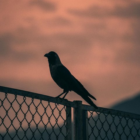 Doa saat mendengar suara burung di malam hari agar tetap tenang dan dilindungi Allah SWT.