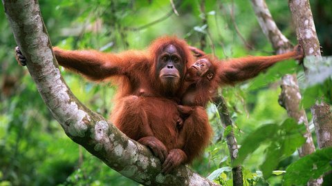 Mengupas Hari Orangutan Sedunia, Ini Sejarah dan Fakta Primata Asli Indonesia