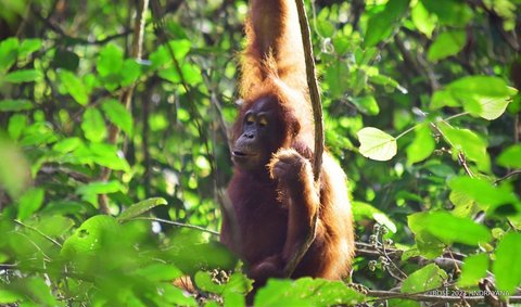 Mengupas Hari Orangutan Sedunia, Ini Sejarah dan Fakta Primata Asli Indonesia