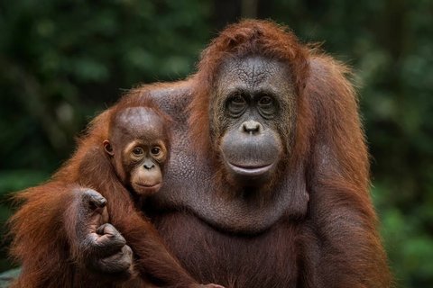 Mengupas Hari Orangutan Sedunia, Ini Sejarah dan Fakta Primata Asli Indonesia